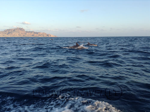 Delfini dalla barca Sud Oman